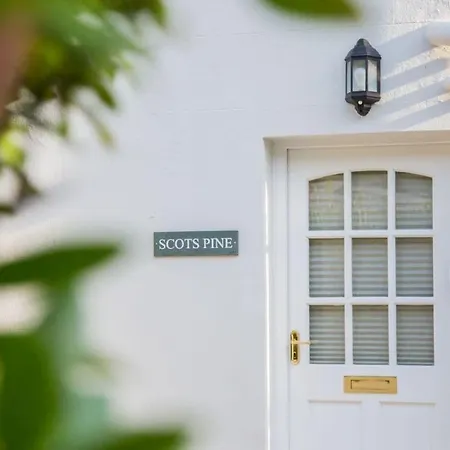 Scots Pine * Keswick (Cumbria)